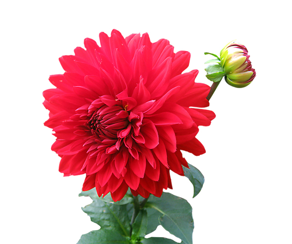 Dahlia Flower-CU