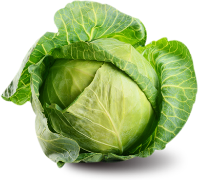 Cabbage Hybrid-Veg05
