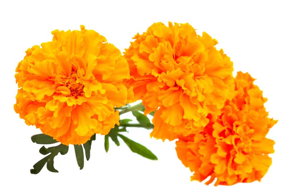 Marigold   Narangi-12