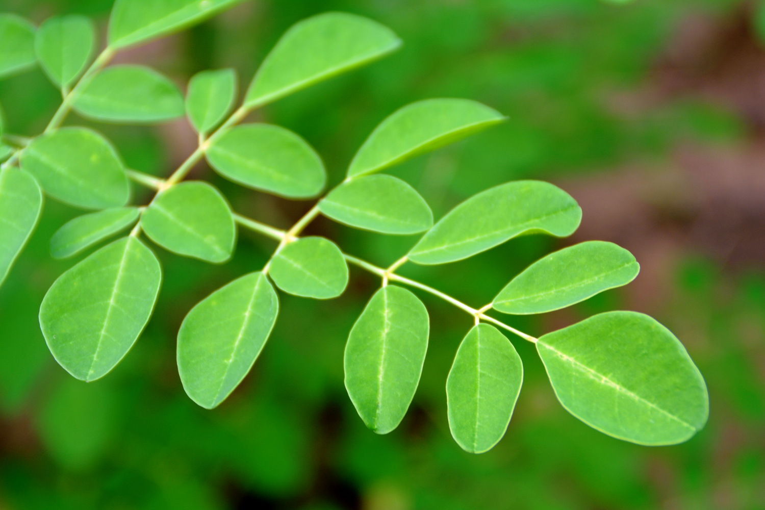Moringa-Moringa02