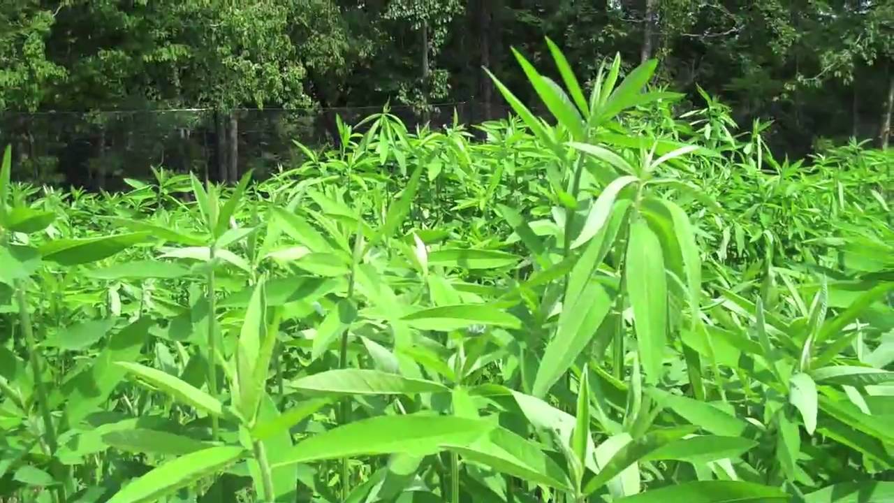 Sunhemp-Sunhemp04