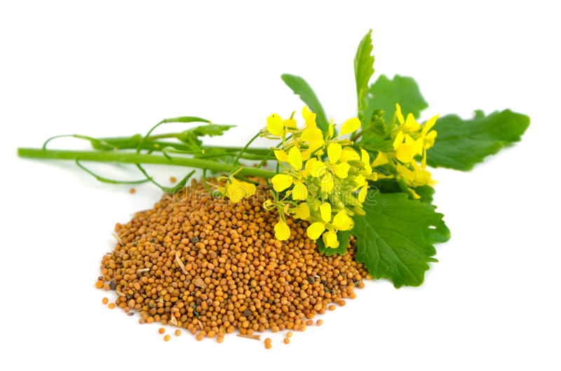 Mustard -Mustard04