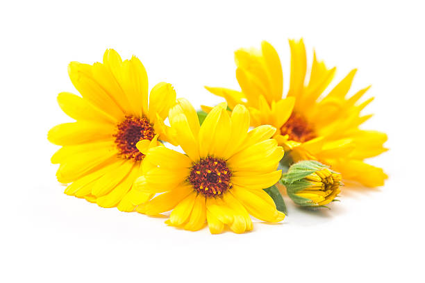 Sun Flower-Sun Flower03
