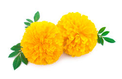 Marigold Yellow-CU