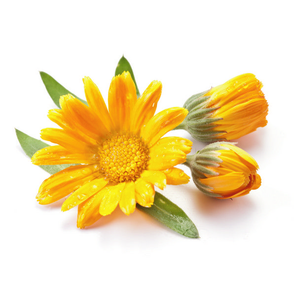 Calendula-CU